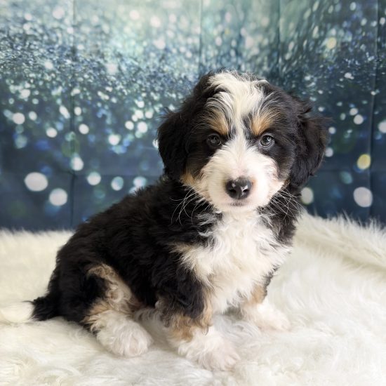 Bernadoodle, Mini *Hybrid (M#3) My Name Is Brennan (pny)