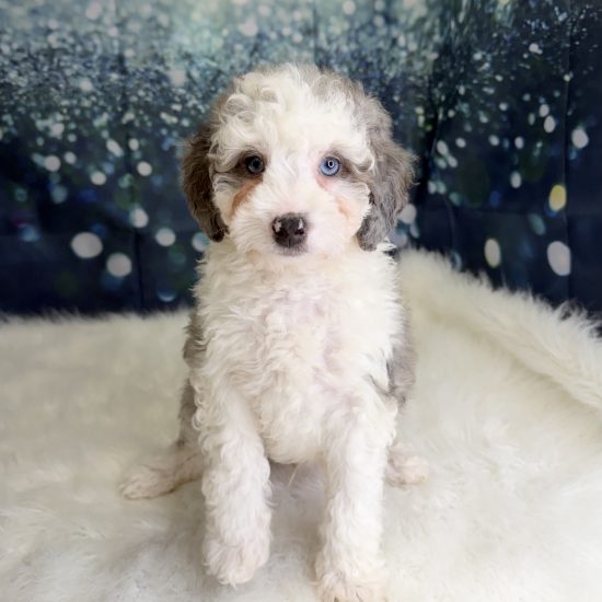 Bernadoodle, Mini *Hybrid (M#3) My Name Is Bentley (pny)