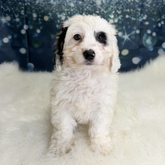 Bernadoodle, Mini *Hybrid (F#3) My Name Is Beatrice (pny)