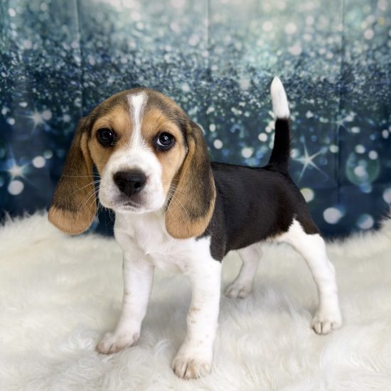 Beagle (F) My Name Is Blossom (pny)