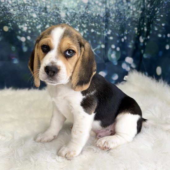 Beagle (M) My Name Is Barney (pny)