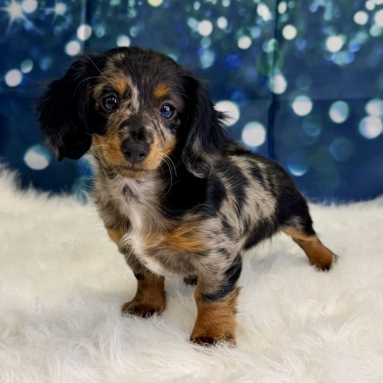Dachshund, Mini (F) My Name Is Daphne (pny)  (Silver Dapple-Long Hair)