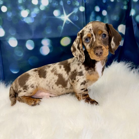 Dachshund, Mini (M) My Name Is Diego (pny)  (Chocolate Dapple-Short Hair) (Found a Loving Home 5-6-2026)