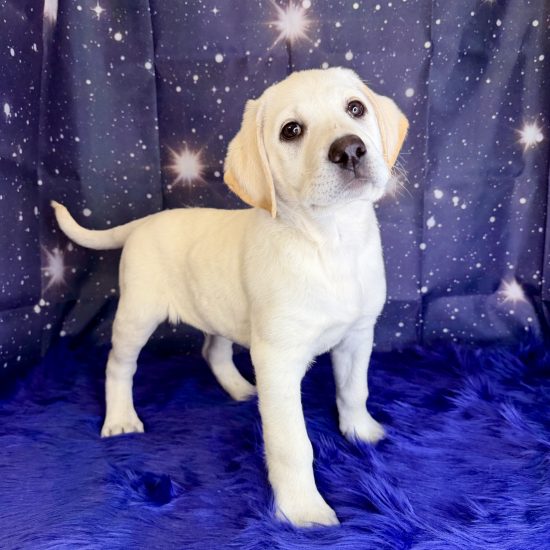 Labrador Retriever (M#5) My Name Is Lance (tpc)