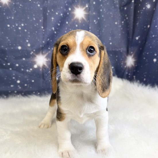 Beagle (F) My Name Is Betty (tpc)