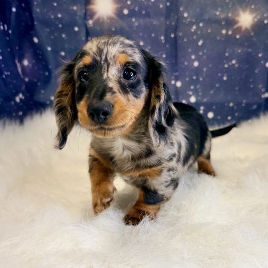 Dachshund, Mini (M) My Name Is Deon (tpc)  (Silver Dapple-Long Hair) (Found a Loving Home 5-5-2026)