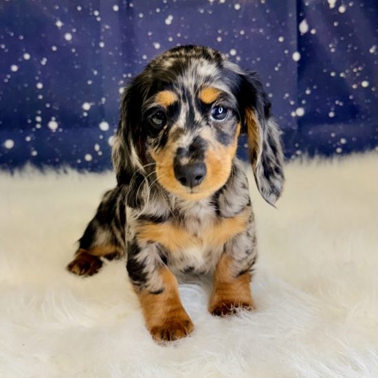 Dachshund, Mini (F) My Name Is Dee Dee (tpc)  (Silver Dapple-Long Hair)