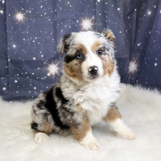 Australian Shepherd, Mini (F#6) My Name Is Alanis (tpc)