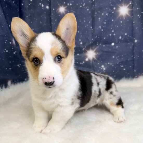 Pembroke Welsh Corgi (M) My Name Is Pierogi (tpc)