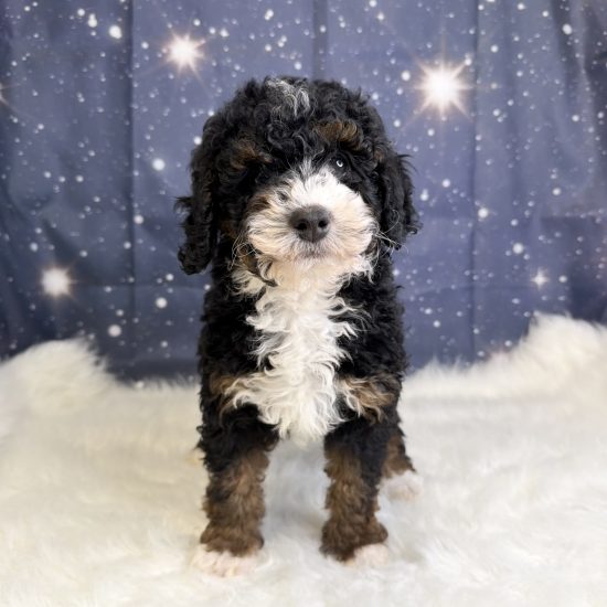 Bernadoodle, Mini *Hybrid (F#3) My Name Is Blanche (tpc)