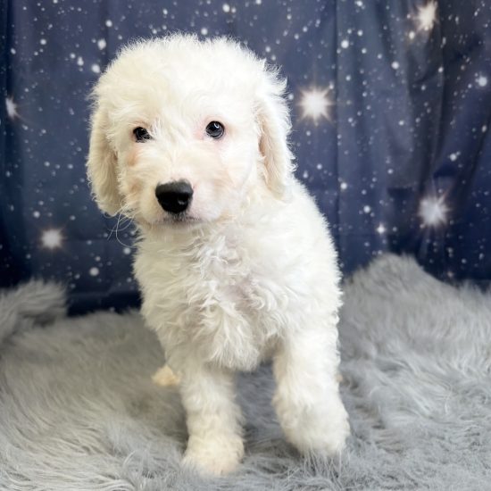 Bernadoodle, Mini *Hybrid (M#3) My Name Is Baker (tpc)