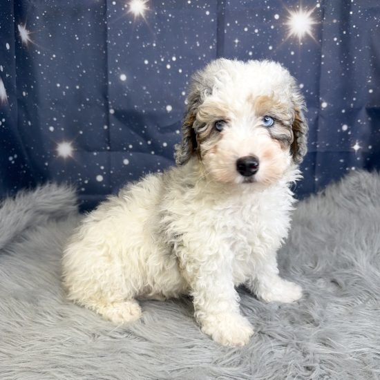 Bernadoodle, Mini *Hybrid (F#3) My Name Is Berkley (tpc)