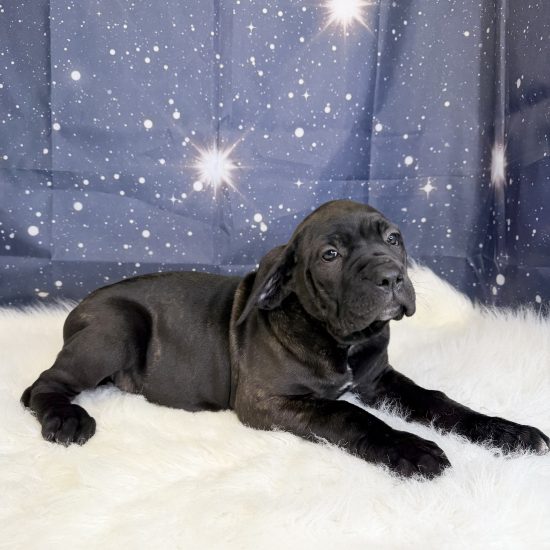Cane Corso (F) My Name Is Cleo (tpc)