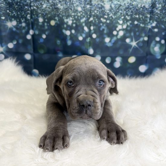 Cane Corso (F) My Name Is Cookie (pny)