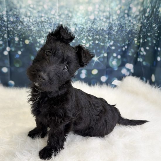 Scottish Terrier (F) My Name Is Sugar (pny)