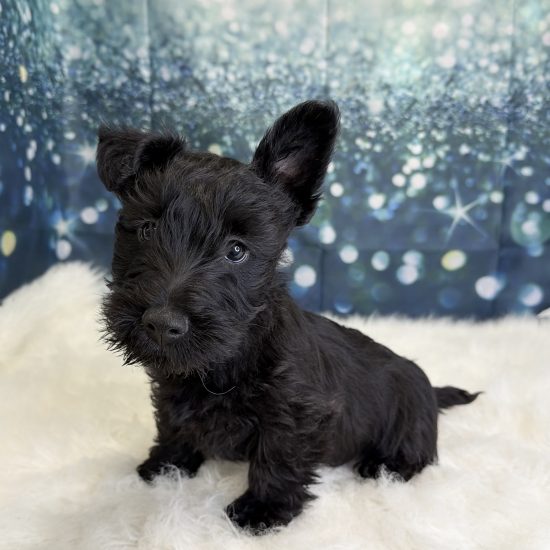Scottish Terrier (M) My Name Is Salt (pny)