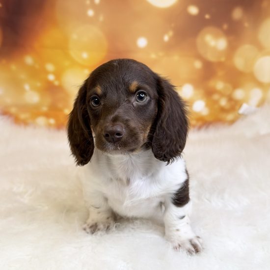 Dachshund, Mini (M#1) My Name Is Dexter (tpc) (Long Hair) (Rare Piebald)