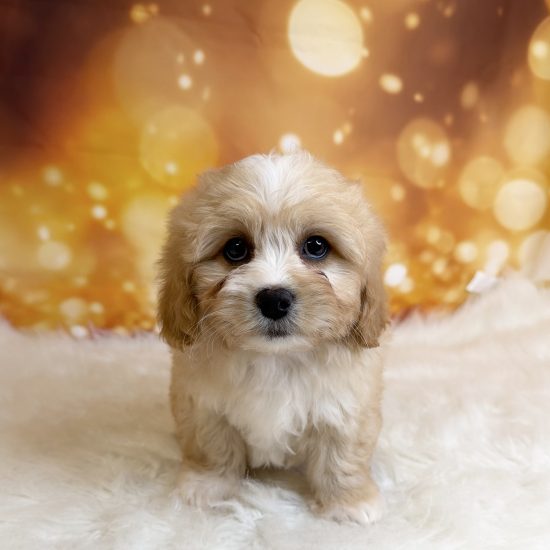 Cavapoo/Shihpoo *Hybrid (M#1) My Name Is Cadbury (tpc)