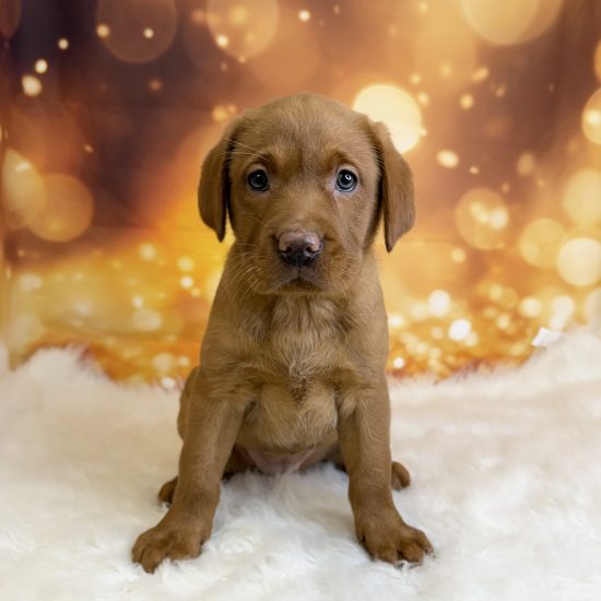 Labrador Retriever (F) My Name Is Lacey (tpc)