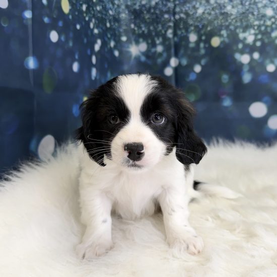 Cavapoo/Shihpoo *Hybrid (M#1B) My Name Is Cancun (pny)