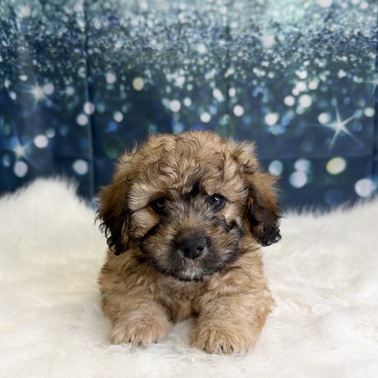 Cavapoo/Shihpoo *Hybrid (M#1) My Name Is Cannon (pny)
