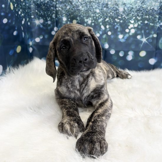 English Mastiff (F) My Name Is Elise (pny)