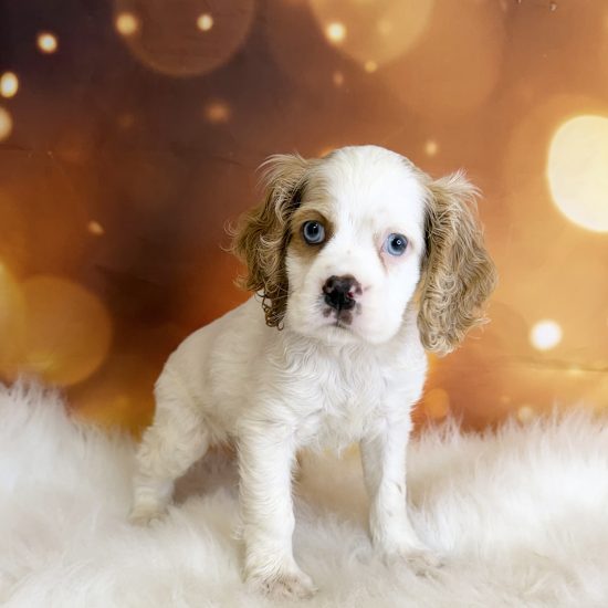 Cocker Spaniel (M) My Name Is Casper (tpc)