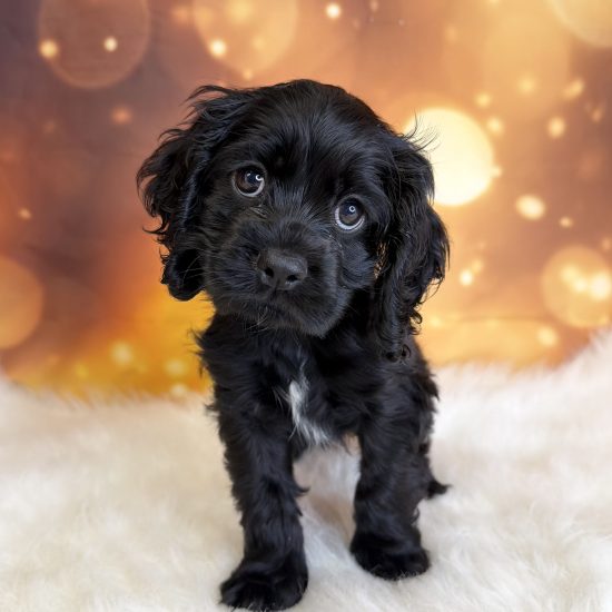 Cocker Spaniel (M) My Name Is Chipper (tpc)
