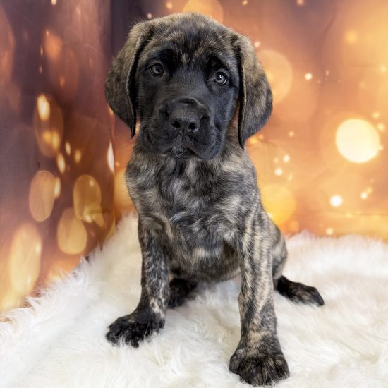 English Mastiff (F) My Name Is Ella (tpc)