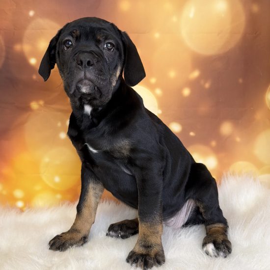 Cane Corso (F#1) My Name Is Carly (tpc)