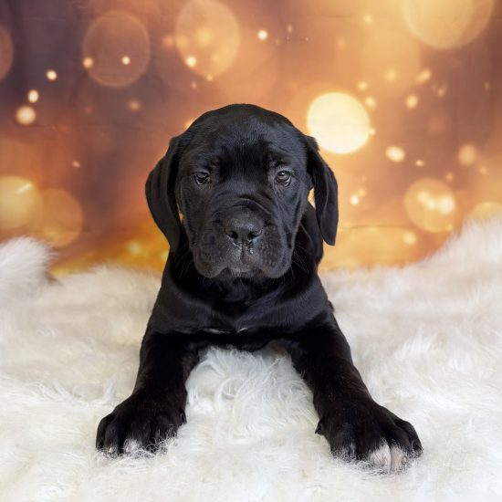 Cane Corso (F#1) My Name Is Carmen (tpc)
