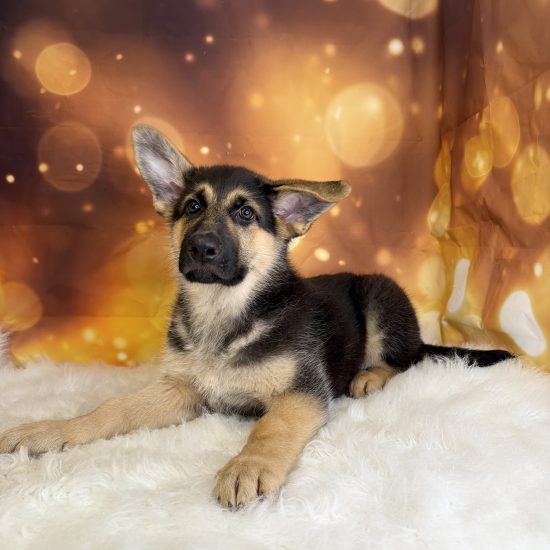 German Shepherd (M#1) My Name Is General (tpc)