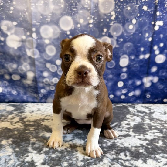 Boston Terrier (F) My Name Is Bean (pp) (click on picture for more info.) (Rare Color Red & White)