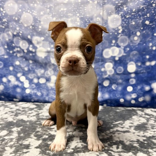 Boston Terrier (M) My Name Is Bacon (pm) (click on picture for more info.) (Rare Color Red & White)
