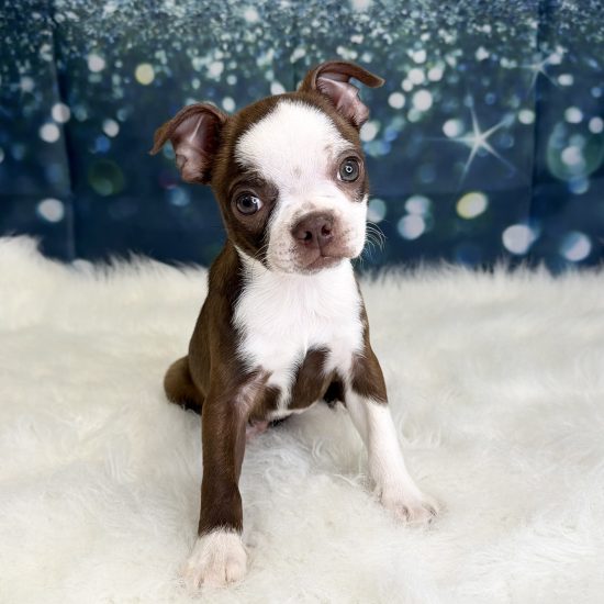Boston Terrier (F) My Name Is Berry (pny) (click on picture for more info.) (Rare Color Red & White)