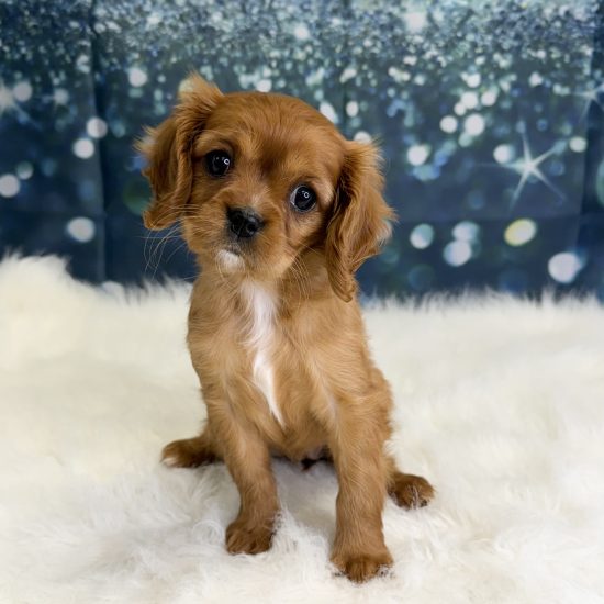 Cavalier King Charles Spaniel (F#1) My Name Is Chloe (pny) (click on picture for more info.)