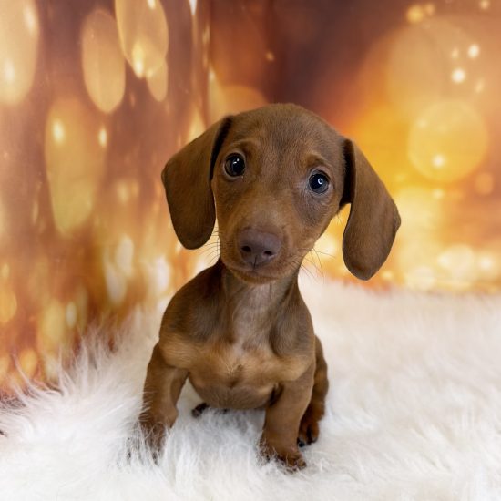 Dachshund, Mini (M#2) My Name Is Dorito (tpc) Short Hair (click on picture for more info.) (Red)