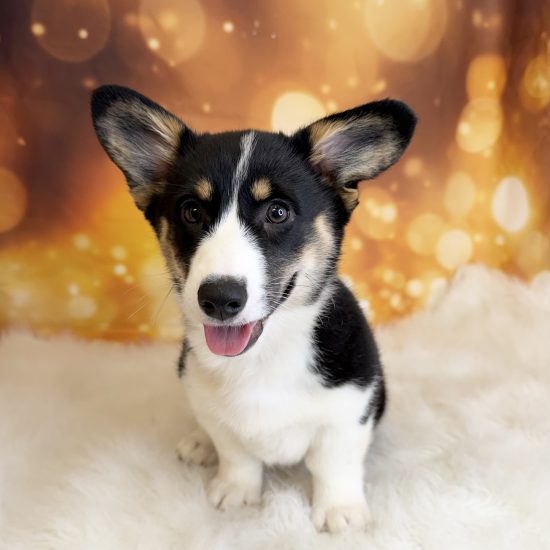 Pembroke Welsh Corgi (F#2) My Name Is Patty (tpc) (click on picture for more info.)