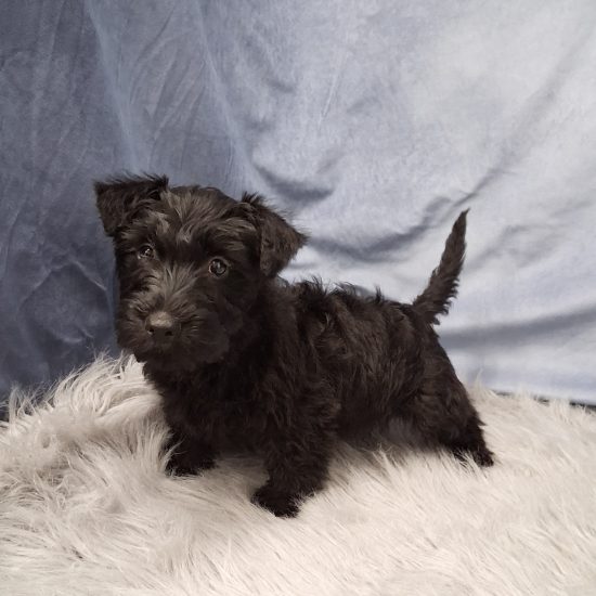 Scottish Terrier (M) My Name Is Shadow (tpc)