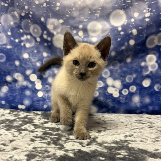 Siamese Kitten (M) My Name Is Sylvester (pm) (Found a Loving Home 6-27-2026)