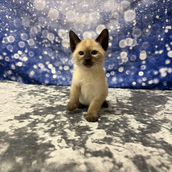Siamese Kitten (F) My Name Is Sylvie (pm) (Found a Loving Home 6-26-2026)