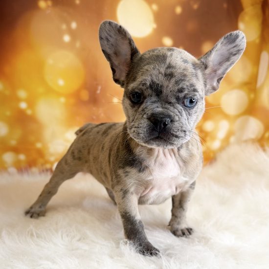 French Bulldog (F) My Name Is Farrah (tpc)