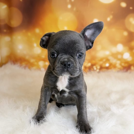French Bulldog (F) My Name Is Freda (tpc) (Rare Blue Brindle)