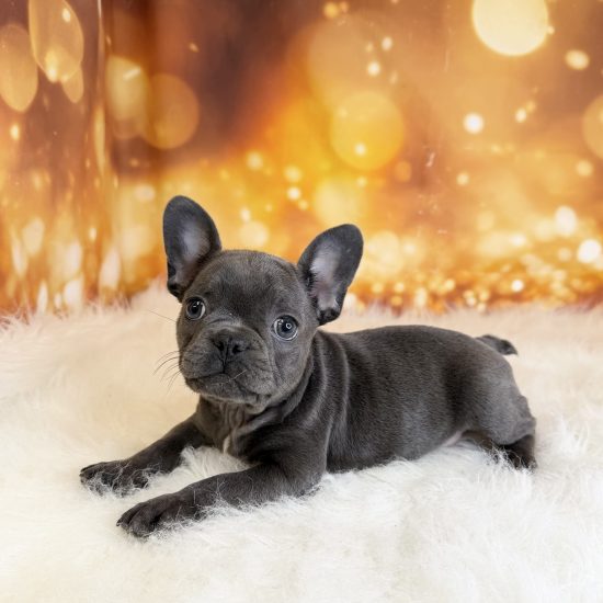French Bulldog (M) My Name Is Finn (tpc) (Found a Loving Home 6-29-2026)