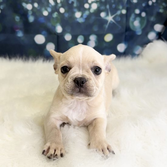 French Bulldog (F) My Name Is Fiona (pny) (Found a Loving Home 6-25-2026, Pick Up?)