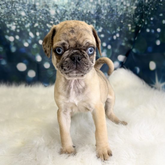 Pug (M#1) My Name Is Popcorn (pny)