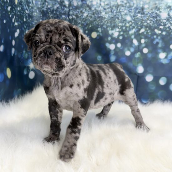 Pug (M#1) My Name Is Po (pp) (Rare Blue Merle)