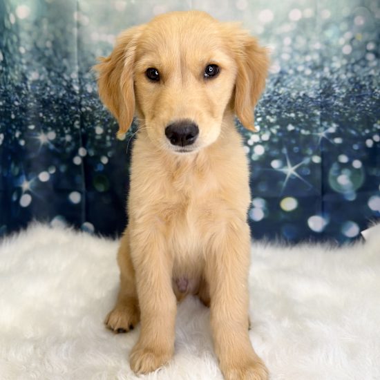 Golden Retriever (M#1) My Name Is Gatsby (pny) (Found a Loving Home 6-28-2026)