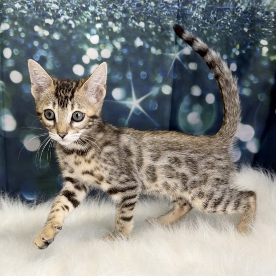 Bengal Kitten (F) My Name Is Blair (pny)