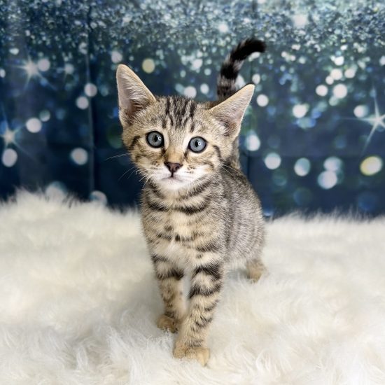 Bengal Kitten (M#1) My Name Is Benny (pp)